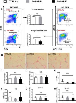 Modulation of Notch signaling pathway in activated hepatic stellate cells does not ameliorate the outcome of liver fibrosis in carbon tetrachloride and DDC-feeding models